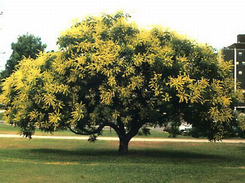 Árvore da Chuva Dourada (Sementes)  Koelreuteria paniculata