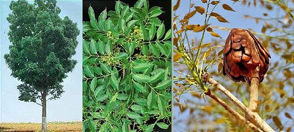 Mogno Brasileiro (sementes) Swietenia macrophylla