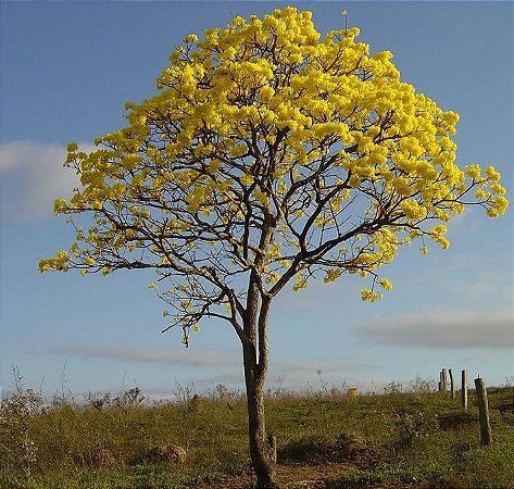 Ipê Amarelo (Sementes) Tabebuia Serratifolia