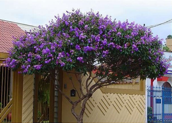 Quaresmeira Roxa (Sementes) Tibouchina granulosa