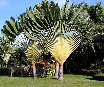 Ravenala (árvore do viajante) (Ravenala madagascariensis)