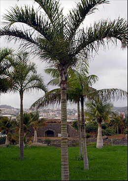 Areca de Locuba (Sementes) Dypsis madagascariensis