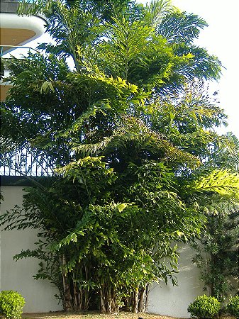 Cariota de Tolceira (Sementes) Caryota mitis