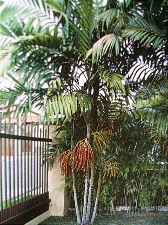 Palmeira de Macarthur (Sementes) Ptychosperma macarthurii