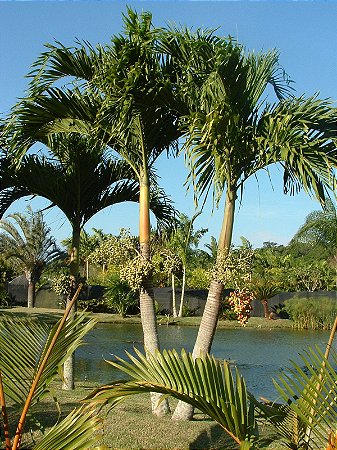 Palmeira Veitia / Palmeira de Manila (Sementes) Veitchia merrillii