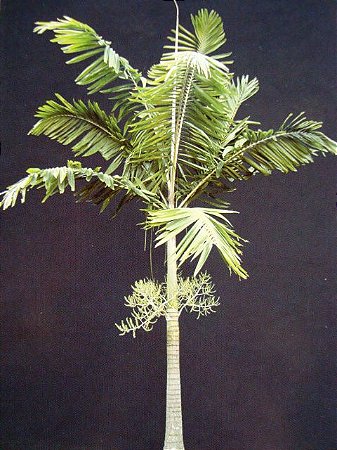 Palmeira Veitia (Sementes)  Veitchia montgomeryana