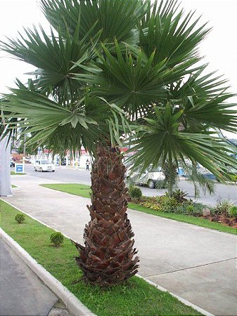Palmeira Saia da Califórnia (Sementes) Washingtonia filifera