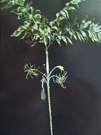 Palmeirinha Bambu / Chamaedorea klotzschiana (Sementes)