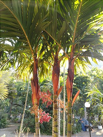 Areca Dourada (Muda)