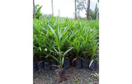 Palmeira Moinho de Vento (Mudas) Trachycarpus fortunei