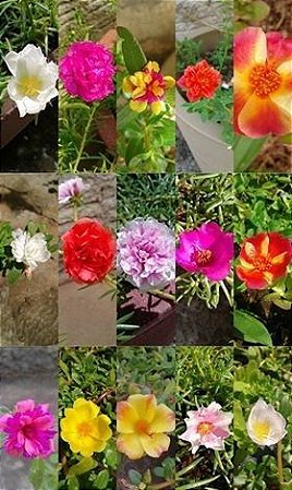 Onze Horas Suiça (mudas) Portulaca grandiflora