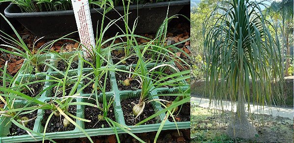 Mudas de Babosa Aloe Vera Compre Agora - Jardim Exótico Mudas e