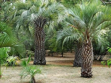 Butiá da Serra (Mudas) Butia eriospartha