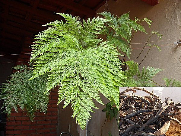 Rizomas de Renda Portuguesa  (mudas) Davallia fejeensis