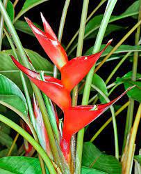 Caetê Pássaro de Fogo (Mudas) Heliconia Stricta