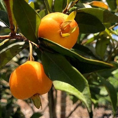 Pitomba da Bahia (sementes) Eugenia luschnathiana