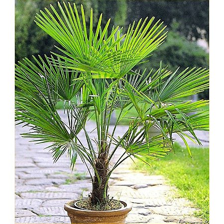 Palmeira Moinho de Vento (Sementes)  Trachycarpus fortunei