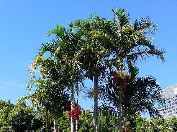 Palmeira Carpentaria (Mudas) Carpentaria acuminata