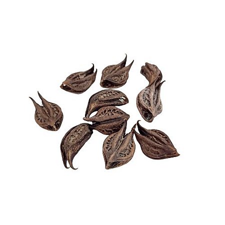 Fava Garra de Exu ou Pomba Gira - Garra do diabo - unha de pomba-gira