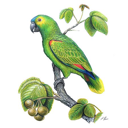 Papagaio-verdadeiro - Reprodução Fine Art - Fernando Igor