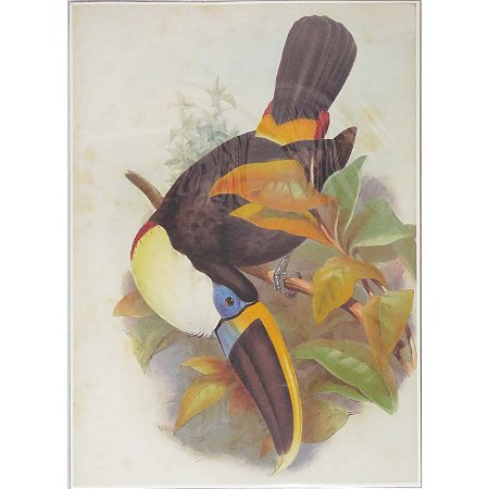 Tucano-de-bico-preto 2 - pôster coleção arte naturalista