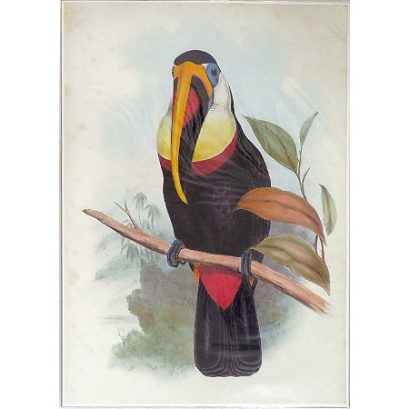 Tucanuçu - pôster coleção arte naturalista