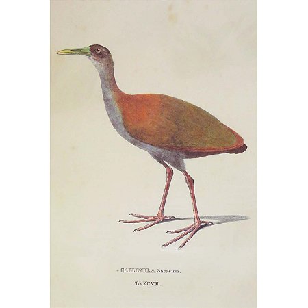 Saracura-do-mato - pôster coleção arte naturalista