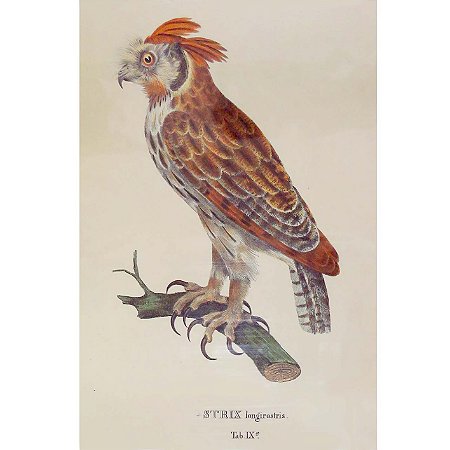 Coruja-orelhuda - pôster coleção arte naturalista