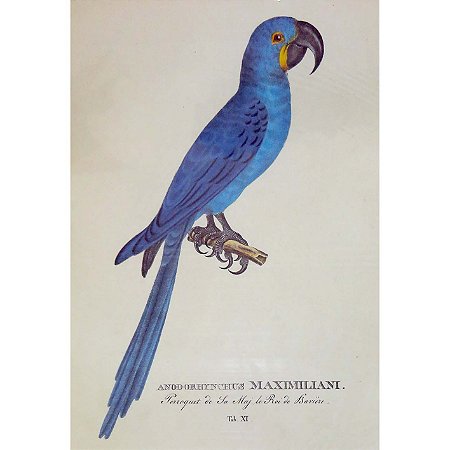 Arara-azul - pôster coleção arte naturalista