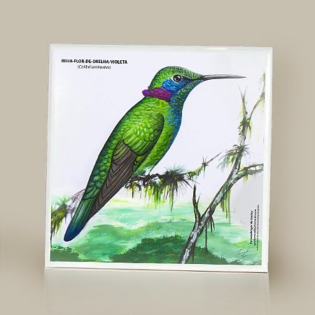 Beija-flor-de-orelha-violeta - Azulejo decorado Fernando Igor