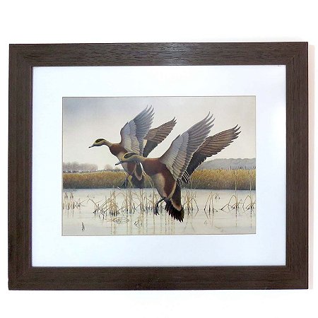 Marreca-americana - gravura com moldura e vidro antireflexo - SEMINOVO