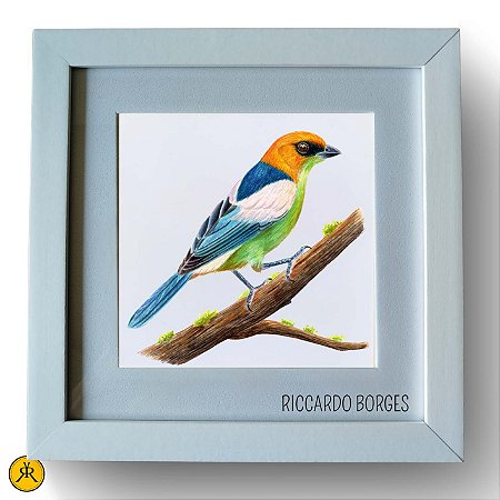 Saíra-sapucaia - Aquarela sobre papel - Riccardo Borges