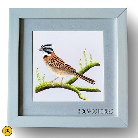 Tico-tico - Aquarela sobre papel - Riccardo Borges
