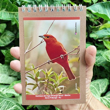 Sanhaço-de-fogo caderneta P - 100p - Ana Gadini