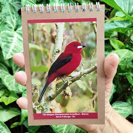 Tiê-sangue caderneta P - 100p - Ana Gadini