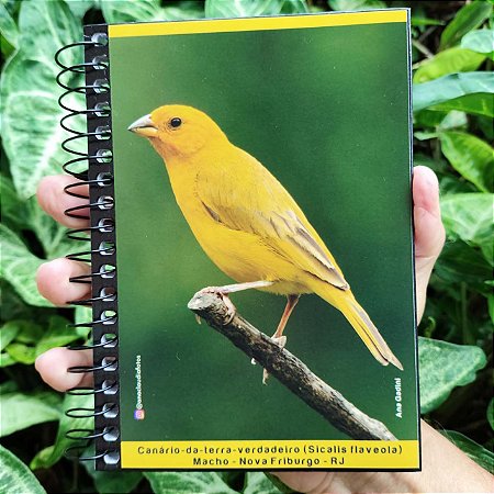 Canário-da-terra caderneta capa dura - 160p - Ana Gadini