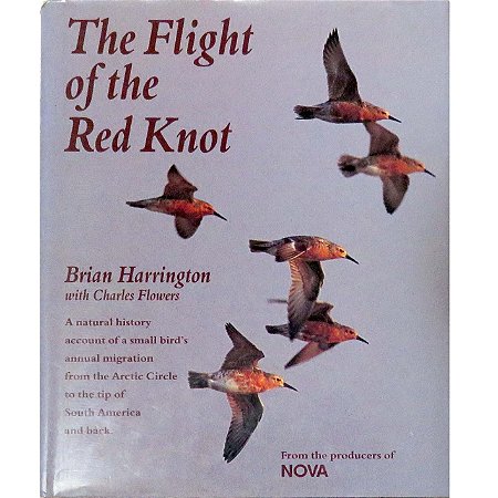 The flight of the Red Knot - USADO