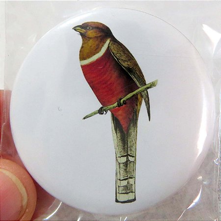 Surucuá-de-coleira fêmea - ímã metálico coleção arte naturalista