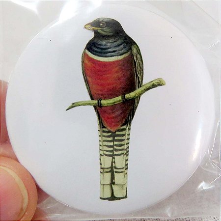 Surucuá-de-barriga-vermelha - ímã metálico coleção arte naturalista