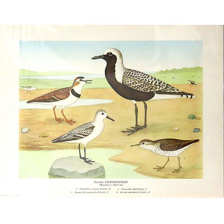 Maçaricos e batuíras - pôster coleção arte naturalista