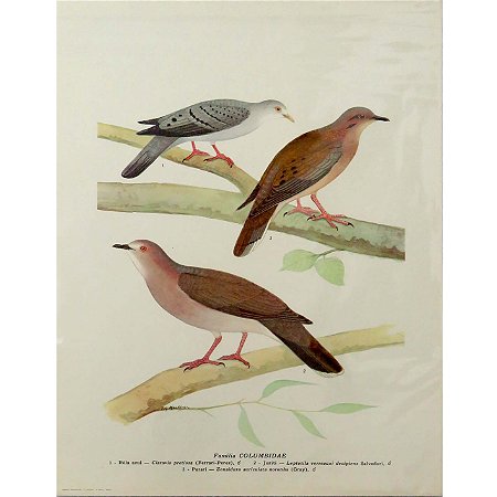 Juriti e pariris - pôster coleção arte naturalista