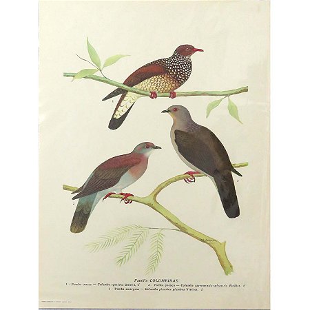 Pombas - pôster coleção arte naturalista