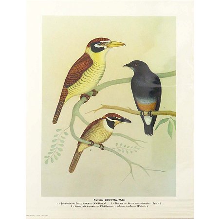 Buconídeos - pôster coleção arte naturalista
