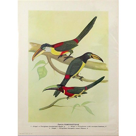 Araçaris - pôster coleção arte naturalista