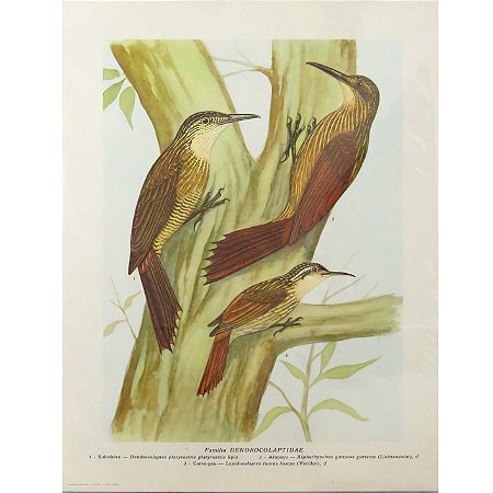 Arapaçus 1 - pôster coleção arte naturalista