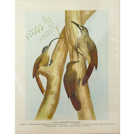 Arapaçus 2 - pôster coleção arte naturalista