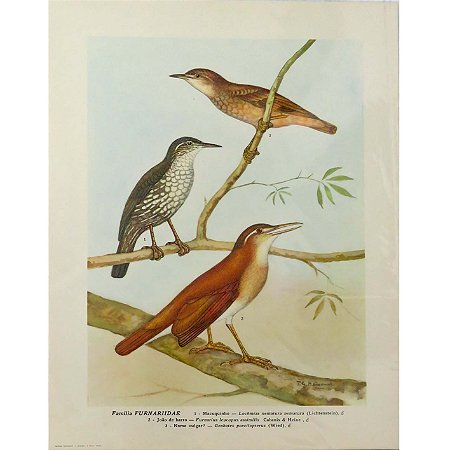 Furnarídeos 1 - pôster coleção arte naturalista