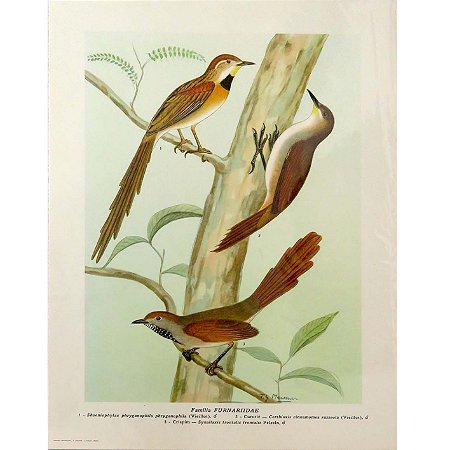 Furnarídeos 2 - pôster coleção arte naturalista