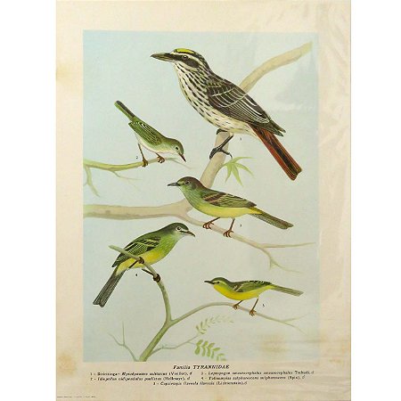 Papa-moscas 1 - pôster coleção arte naturalista