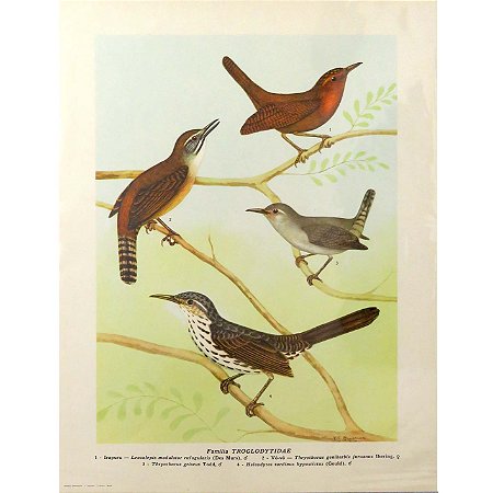 Corruíras - pôster coleção arte naturalista